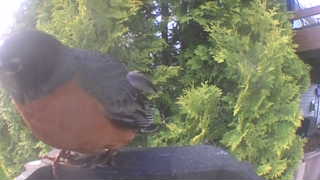 american robin