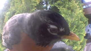 american robin