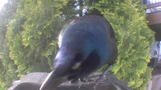 common grackle