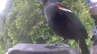 red-winged blackbird