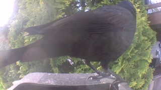 american crow