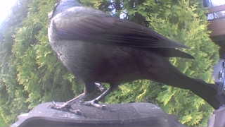 common grackle