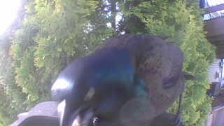 common grackle