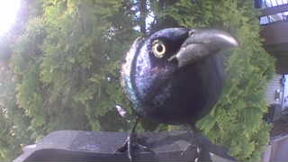 common grackle