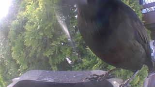 american robin