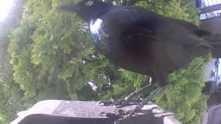common grackle