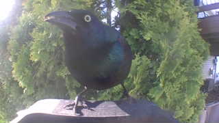 common grackle