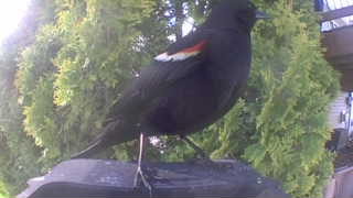 red-winged blackbird
