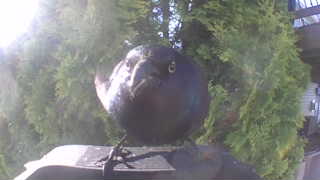 common grackle