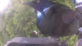 common grackle