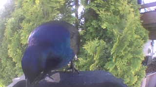 common grackle