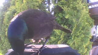 common grackle