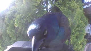 common grackle