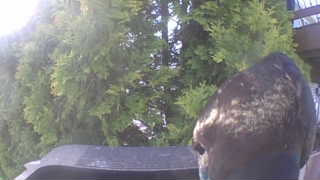 Unidentified clip