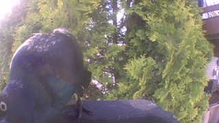 american crow