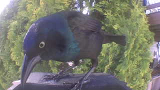 common grackle