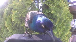 european starling
