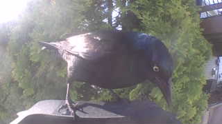 common grackle