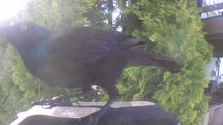 american crow