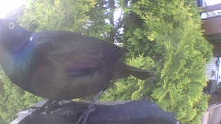 common grackle