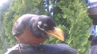american robin