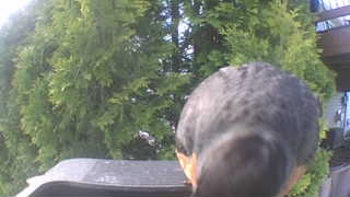 northern flicker