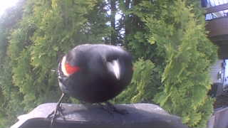 red-winged blackbird