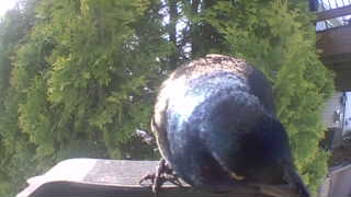common grackle