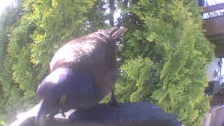 common grackle