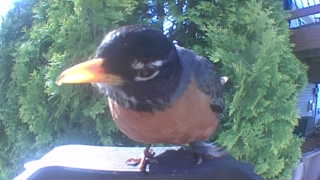 american robin