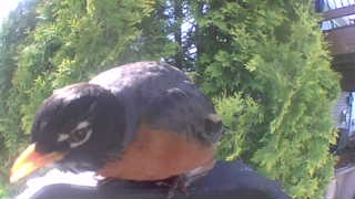 american robin