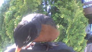 american robin