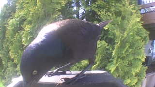 common grackle