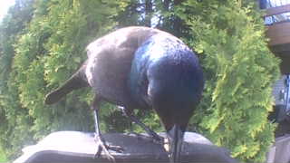 common grackle