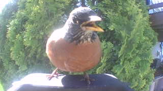 american robin