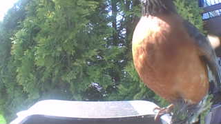 american robin