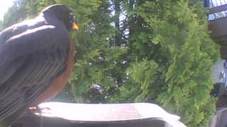 american robin
