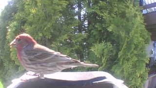 house finch