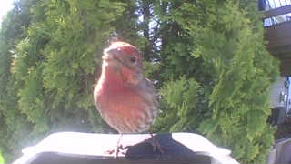 house finch