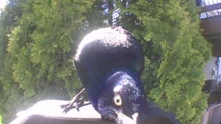 common grackle