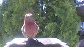 house finch