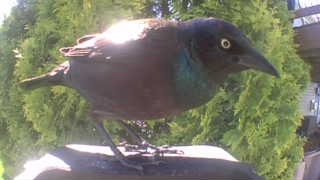 common grackle