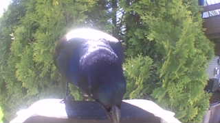 common grackle