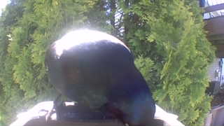 common grackle