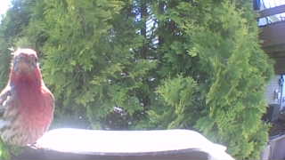 house finch