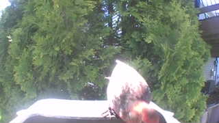 american robin