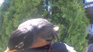 american robin