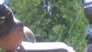 american robin