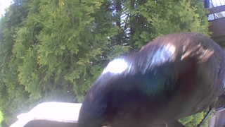 common grackle