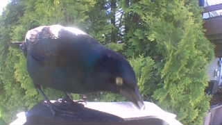 common grackle